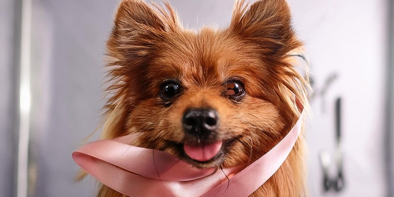 Chewy coupons